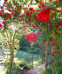 Roses in the watermill in Italy's garden