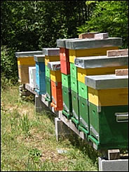Lunigiana hives