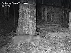 Foxes at night at the Watermill in Tuscany