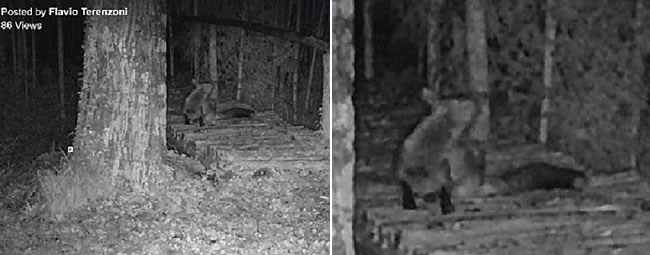 Pictures of foxes at night at the Watermill in Italy