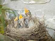 Flavio Terenzoni's baby birds at the Watermill in Tuscany