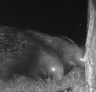 Watermill porcupines at night