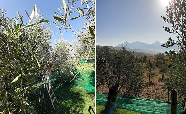 Olive farming