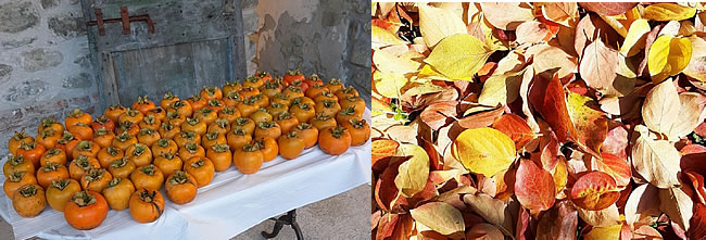 Picked persimmons at the watermill in Tuscany