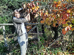 Harvesting our persimmons
