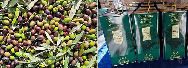Olive oil, raw to gold