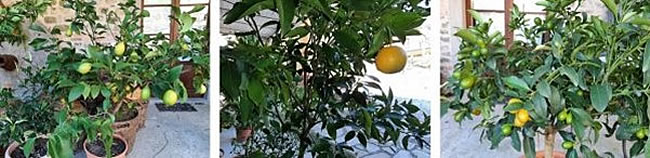 Montage of citrus trees