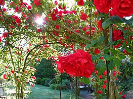 The rose garden at the Watermill in Tuscany, Italy