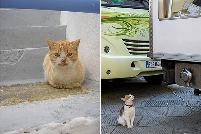 Cats who have met Pamme on her travels