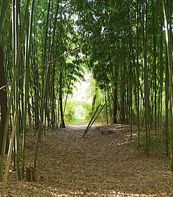 The Watermill's Bamboo Forest in Tuscany, Italy