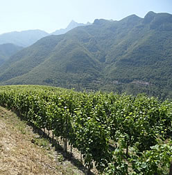 Vineyard at Monte dei Bianchi