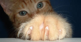 A cat has paws with claws